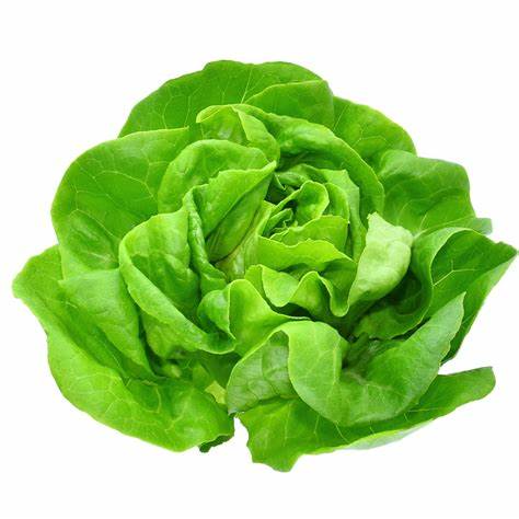 Flat Lettuce
