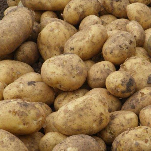 Lancashire Scraper Potatoes